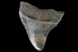Juvenile Megalodon Tooth - Georgia #91119-1